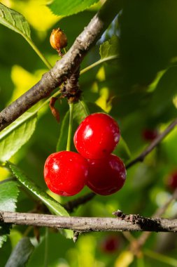 Kırmızı vişneli erikli böğürtlen. Ağaçta Cerasus Yaz Sebze Bahçesinde.