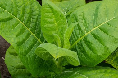 Bulanık tütün tarlası arka planında tütün yaprağı. Tütün tarlasında büyük yaprak ekinleri yetişiyor..