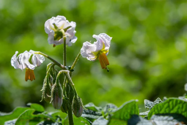 Floração Campos Batata Plantas Batatas Com Flores Brancas Que Crescem — Fotografia de Stock