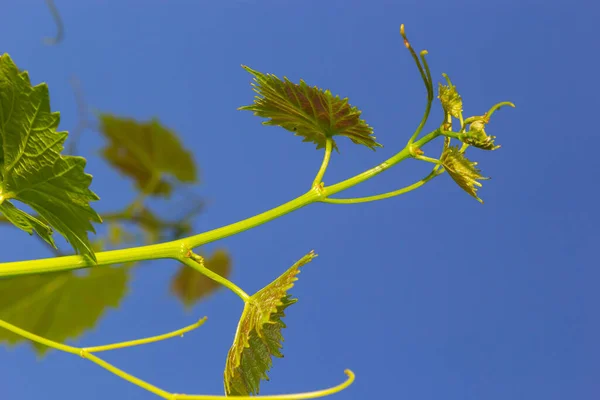 Fresh Green Vine Leaves Vineyard Stunning Blue Sky — Zdjęcie stockowe
