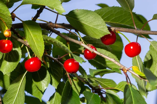 Red Ripe Cherry Berries Prunus Subg Cerasus Tree Summer Vegetable — Stock Photo, Image