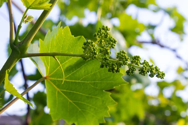 Floração Uvas Contra Céu Azul Videira Florida Vinha Uva Com — Fotografia de Stock