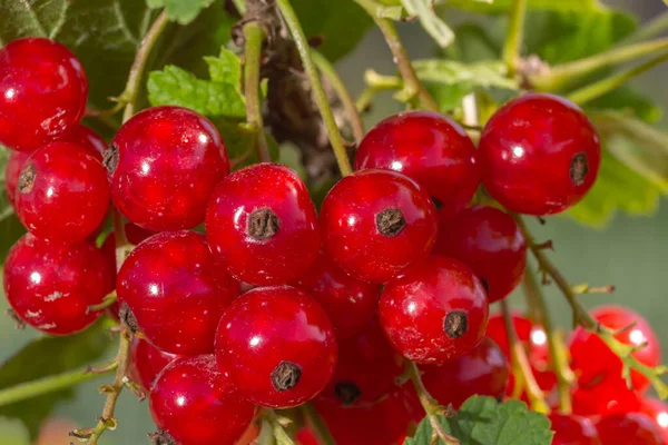 Groseille Pousse Sur Buisson Dans Jardin Baie Récolte Été Plante — Photo