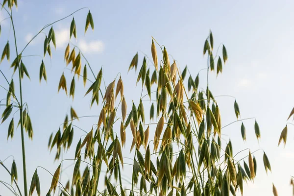 Field of young green Oats. Plantation of oats in the field - crop agricultural industry.