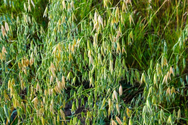 Avena Sativa Aveia Comum Grãos Cereais Destinados Consumo Humano Farinha — Fotografia de Stock