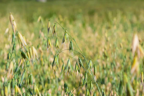 Field of young green Oats. Plantation of oats in the field - crop agricultural industry.