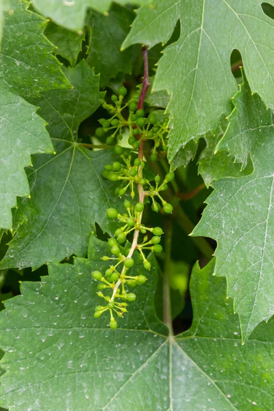 Close Green Underripe Grape Bunches Hanging Tree Bunches Grapes Maturing — Photo