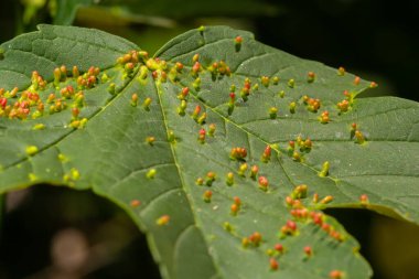 Acer opalus subsp granatensis Asetria cf macrorhyncha doğal ışık yoğun kırmızı renk solungaçları ile parazitize yaprak.