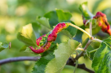 Gül yapraklı yaprak biti, Dysaphis devecta, elma ağacı haşeresi. Etkilenen yaprağın ayrıntıları.