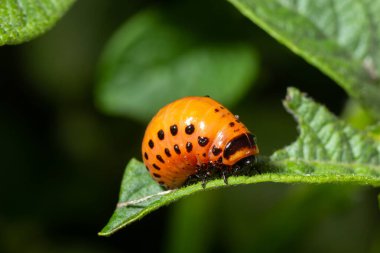 Colorado patates böceği larva ve böcekleri tarafından tahrip edilen patates yetiştiriciliği, Leptinotarsa decemlineata, Colorado böceği, on çizgili mızrak, on çizgili patates böceği,.