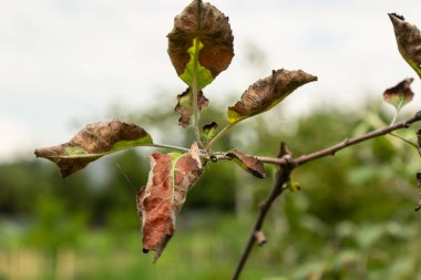 Gül yapraklı yaprak biti, Dysaphis devecta, elma ağacı haşeresi. Etkilenen yaprağın ayrıntıları.