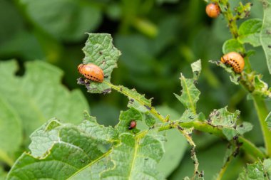 Colorado patates böceği larva ve böcekleri tarafından tahrip edilen patates yetiştiriciliği, Leptinotarsa decemlineata, Colorado böceği, on çizgili mızrak, on çizgili patates böceği,.