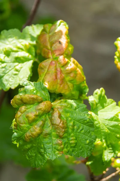 Pucerons Feuillage Frisé Gros Plan Feuille Frisée Sur Cerisier Prunus — Photo