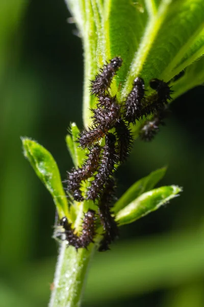 Buck Moth Lagartas Hemileuca Maia Uma Folha — Fotografia de Stock