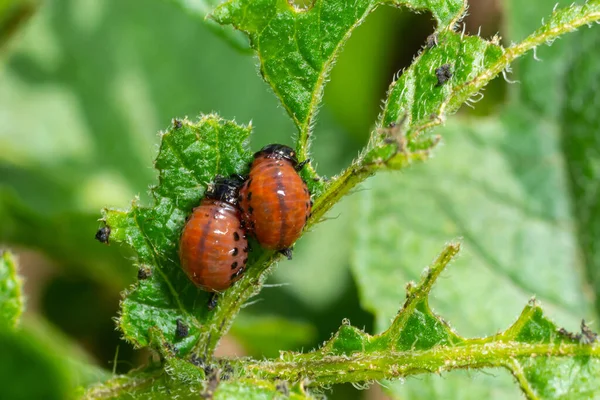 Cultivo Patata Destruido Por Larvas Escarabajos Del Escarabajo Patata Colorado — Foto de Stock