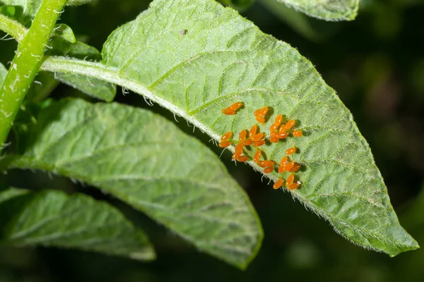 Colorado Potato Beetle Leptinotarsa Decemlineata Eggs Leaf Garden Top View —  Fotos de Stock