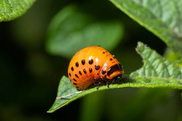 Colorado patates böceği larva ve böcekleri tarafından tahrip edilen patates yetiştiriciliği, Leptinotarsa decemlineata, Colorado böceği, on çizgili mızrak, on çizgili patates böceği,.
