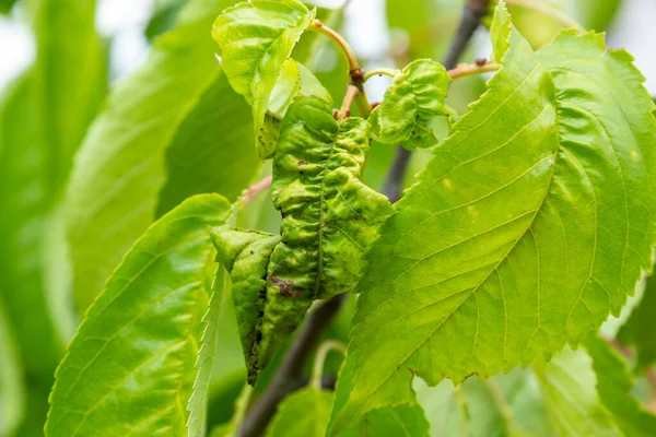 Twisted Leaves Cherry Cherry Branch Wrinkled Leaves Affected Black Aphid — стоковое фото