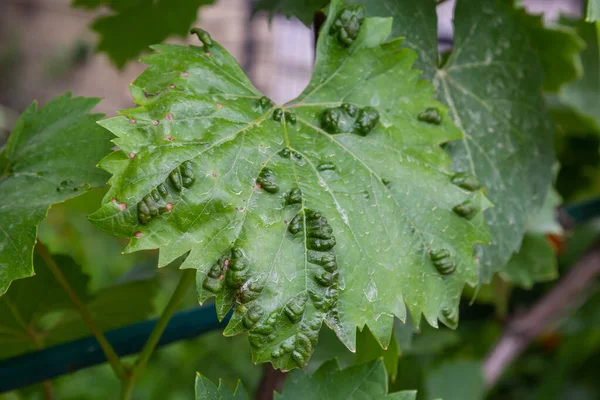 Liście Winorośli Erinozą Chorobą Roztoczy Colomerus Vitis — Zdjęcie stockowe