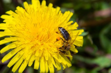 Sarı bacaklı madenci arı Andrena Flavipes 'ın sarı karahindiba çiçeği, Taraxacum officinale.