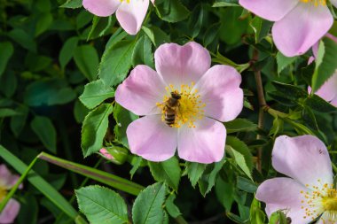 Bal arısı Apis Mellifera çalı köpeğinin beyaz çiçeğinin polenini topluyor. Latin Rosa Canina, Elentine devlet çiçeği veya Iowa ve Kuzey Dakota 'nın devlet sembolü olarak da adlandırılan tatlı bir çatalkuyruğuna benzer..