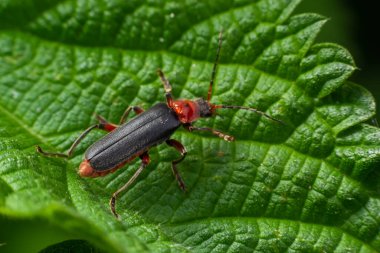 Böcek kantaris fuskası yazın başında bir çimen yaprağında oturur..