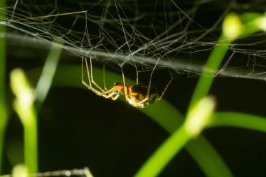 Örümcek Enoplognatha ovata ya da benzer Enoplognatha latimana, Theridiidae familyasına yakın çekim. Ragwort Jacobaea vulgaris yaprağının altında. Temmuz.