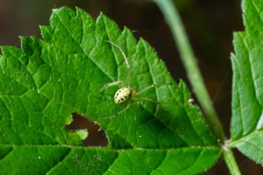 Örümcek Enoplognatha ovata ya da benzer Enoplognatha latimana, Theridiidae familyasına yakın çekim. Ragwort Jacobaea vulgaris yaprağının altında. Temmuz.