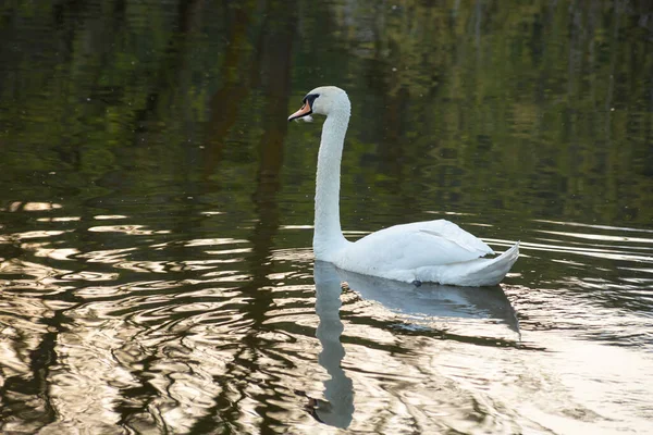 Whooper Labuť Cygnus Olor Vodě Tmavém Pozadí Řeka Letní Večer — Stock fotografie