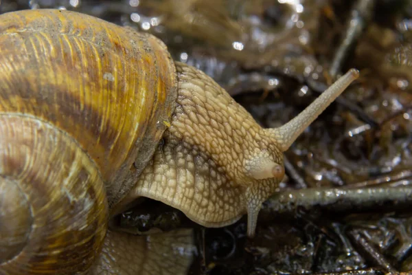 부르고뉴 달팽이 달팽이 달팽이 에스카르고 환경에서 이끼가 그루터기의 이끼와 곰팡이 — 스톡 사진