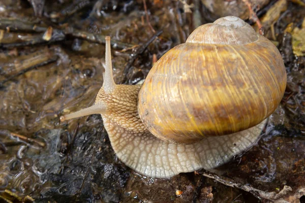 Caracol Borgonha Helix Caracol Romano Caracol Comestível Escargot Superfície Velho — Fotografia de Stock