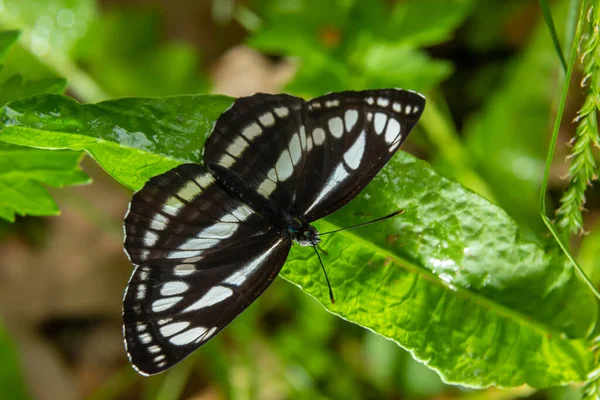 Pallas Segler Oder Gemeiner Schmetterling Neptis Sappho Der Sein Territorium — Stockfoto