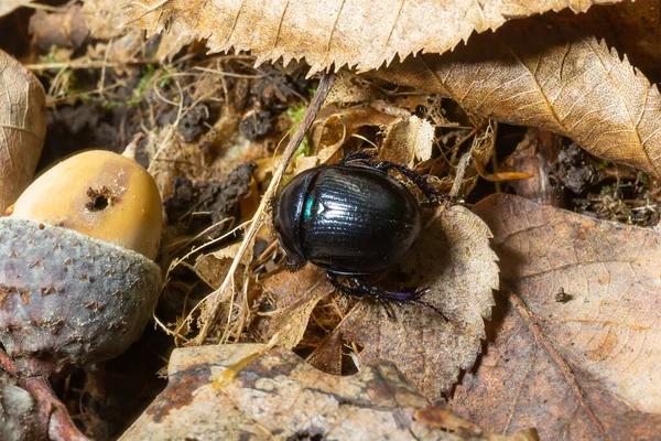Forest Beetle Anoplotrupes Stercorosus Species Dung Beetle Subfamily Geotrupinae — Stock Photo, Image