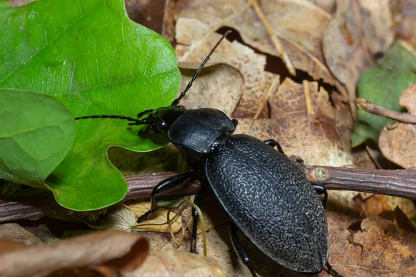Carabus Coriaceus Species Beetle Widespread Europe Primarily Found Deciduous Forests — Stock Photo, Image