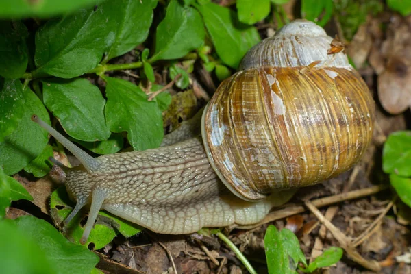 Helix Pomatia Uma Espécie Gastrópode Família Helicidae Pertencente Família Helicidae — Fotografia de Stock