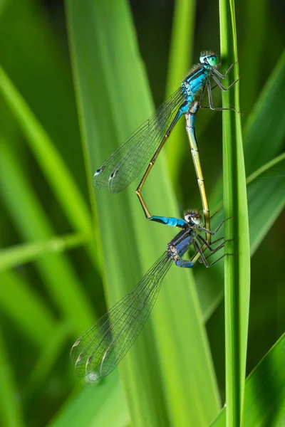 两种蜻蜓的配偶 Odonata是一种食肉昆虫 包括蜻蜓 直翅目和蜻蜓 Zygoptera — 图库照片