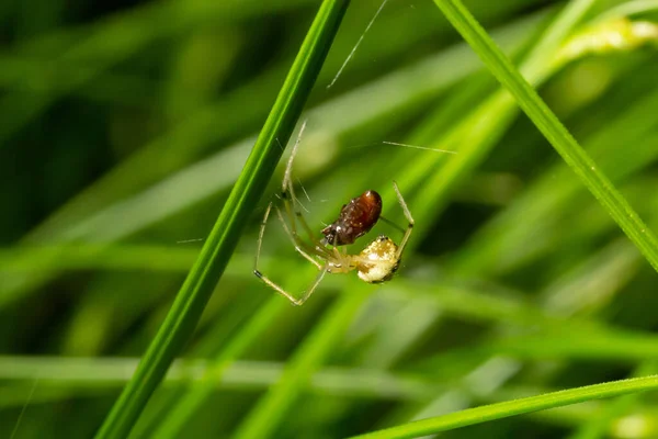Closeup Spider Enoplognatha Ovata Similar Enoplognatha Latimana Family Theridiidae Underside — Stockfoto