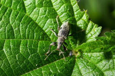 Phyllobius Argentatus, kısacık burunlu bir buğday biti türüdür..