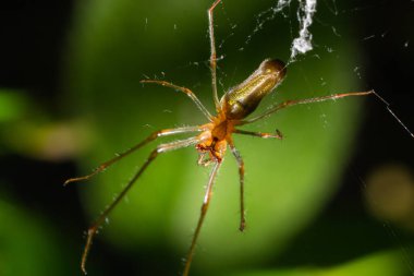 Tetragnatha Montana bir yaz günü termurik yeşil yaprak üzerinde.