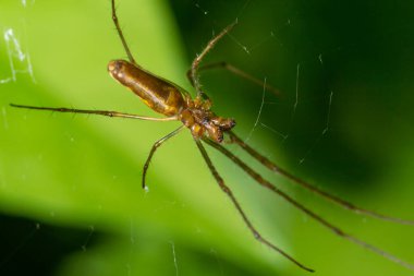 Tetragnatha Montana bir yaz gününde termurik yapraklı..