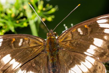 Beyaz bir amiral kelebeğinin yakın çekimi, yeşil yapraklı açık kanatlı Limenitis Camilla.