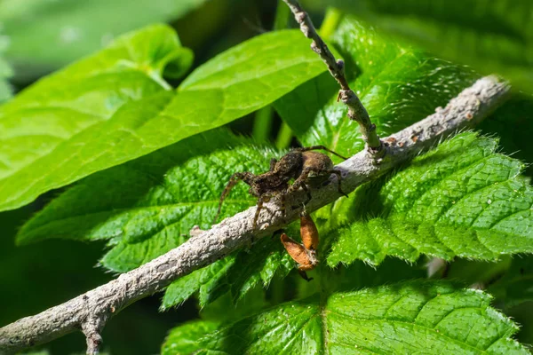 Nursery Web Spider Pisaura Mirabilis Seen Carrying Her Egg Sac — Stock Fotó