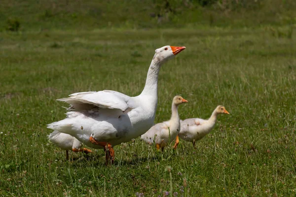 Angry goose protects goslings outdoors on a green meadow. Countryside concept, domestic goose with gosligs.