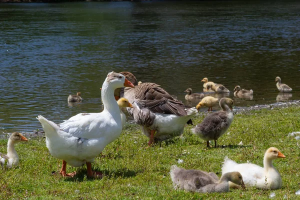Angry Goose Protects Goslings Outdoors Green Meadow Countryside Concept Domestic — ストック写真
