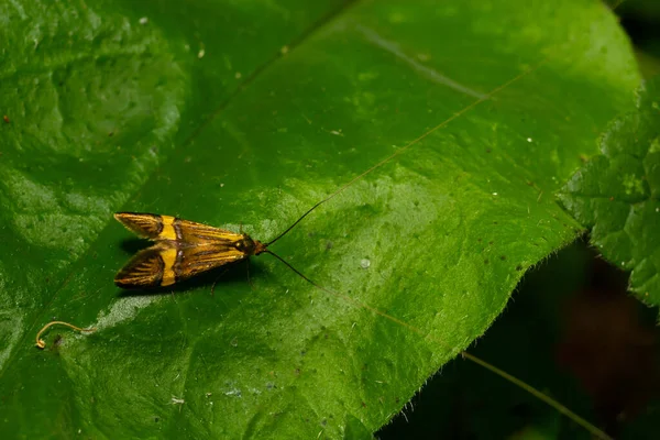 Zbliżenie Obrazu Długonogiego Motyla Nemophora Degeerella Liść Zielony — Zdjęcie stockowe