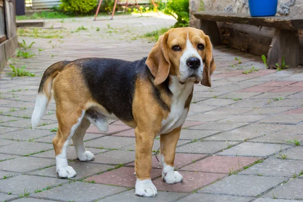 Beautiful domestic dog beagle, indoor pet for a walk, beautiful show dog.