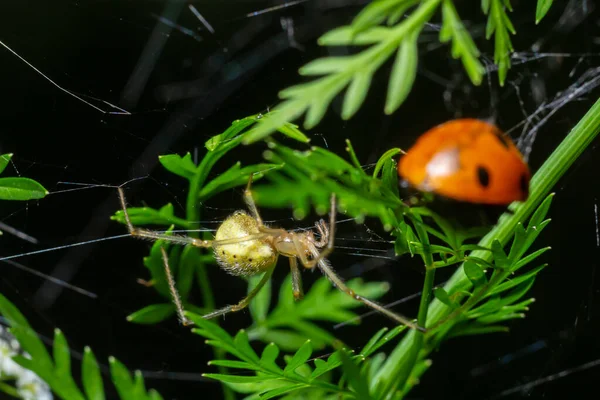 Close Cucumber Green Spider Araniella Cucurbitina Its Prey Web Plant — Stockfoto