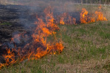 Burning old dry grass. Tongues red flame and burning dry yellowed grass in smoke.