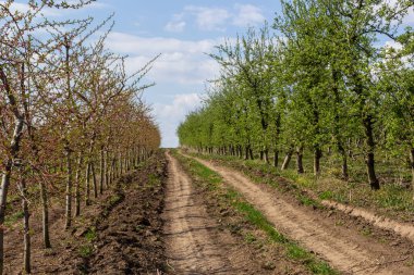 Çiftlikte meyve ağaçları bir sırada dikildi. Erken bahar tarım işleri. Elma bahçesi. İzler yerde. Farklı ekinler için tarlalar. Tarım.