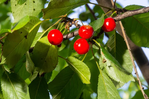Cerises Mûres Rouges Prunus Subg Cerasus Sur Arbre Été Potager — Photo